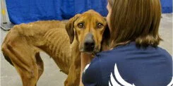 A thin, undernourished brown dog with visible ribs is comforted by a person with short brown hair, wearing a dark shirt, in an indoor setting with blue barriers in the background.