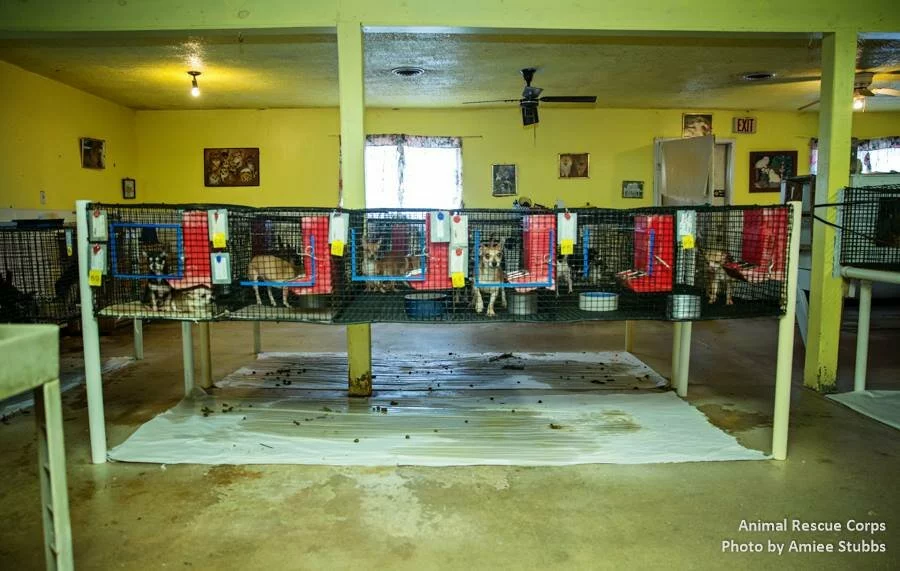 Several small dogs are confined in metal wire cages elevated on a stand indoors, with food and water containers attached. The floor beneath is dirty and covered with white sheets. Text credits Animal Rescue Corps and photographer Amiee Stubbs.