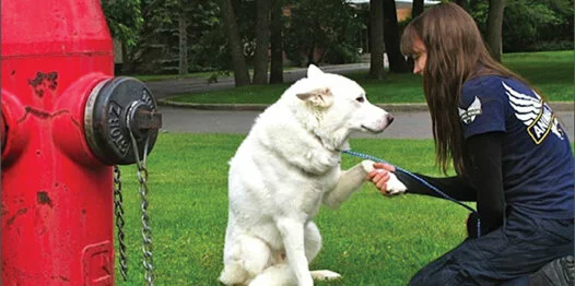 A woman kneels on grass, shaking hands with a large white dog on a leash. A red fire hydrant is visible in the foreground, and trees and pavement are in the background.