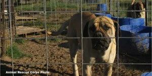 A large tan dog stands behind a wire fence in a dirt enclosure, with blue plastic barrels and another dog visible in the background. Text in the lower left corner reads “Animal Rescue Corps Photo.”.