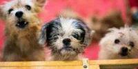 Three small, scruffy dogs with light-colored fur look up toward the camera, standing behind a wooden barrier with a blurred red background.