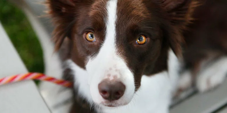 A close-up of a brown and white dog with striking golden eyes, looking up at the camera. The dog is wearing a colorful leash and is sitting outdoors on a bench.