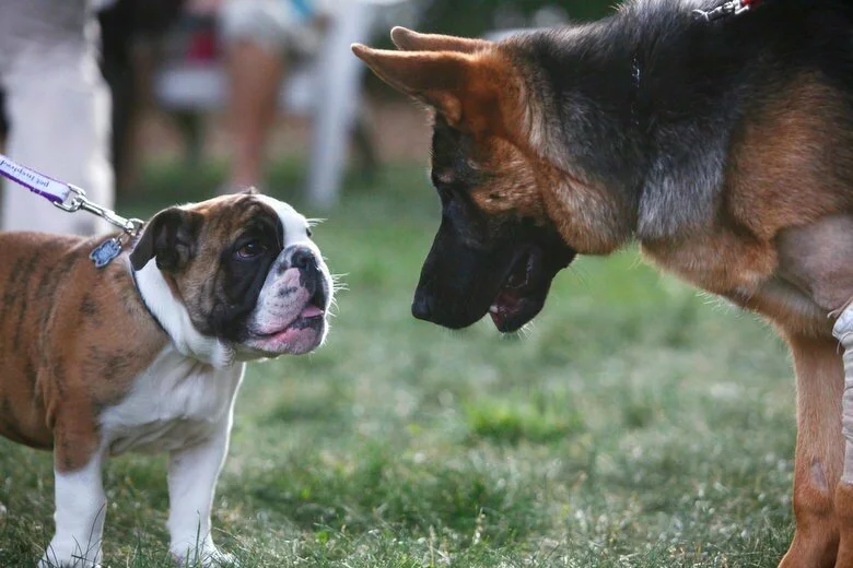 A brown and white bulldog puppy and a larger German shepherd face each other on a grassy lawn, both on leashes, appearing curious and engaged.