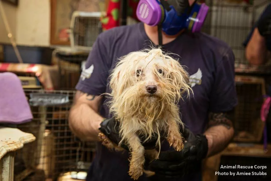 A person wearing gloves and a respirator mask holds a small, matted, white dog in an animal rescue setting, with cages and supplies visible in the background.