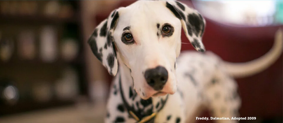 A close-up of a Dalmatian dog with black spots, looking curiously at the camera. The background is softly blurred, with text that reads, “Freddy, Dalmatian, Adopted 2009” in the lower right corner.