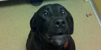 A close-up of a black dog with a gray muzzle sitting on a tan floor, looking up with a slightly open mouth. The dog has a red tag on its collar.