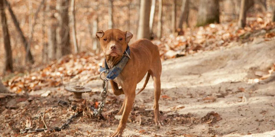 A brown dog with a blue collar stands on a dirt path in a forest with fallen leaves, looking toward the camera. The dog appears thin and is tethered to a chain attached to the ground.