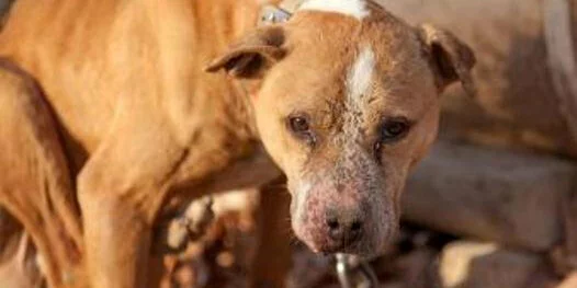 A brown dog with a white stripe on its head looks toward the camera with sad eyes. The dog appears to be chained and has patches of rough or missing fur on its face.