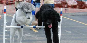Two poodles, one gray and one black, are jumping over an agility hurdle in an outdoor setting. People and orange safety fencing are visible in the background.