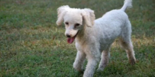A small white dog with curly fur walks on green grass with its tongue out and tail up, looking playful and energetic.