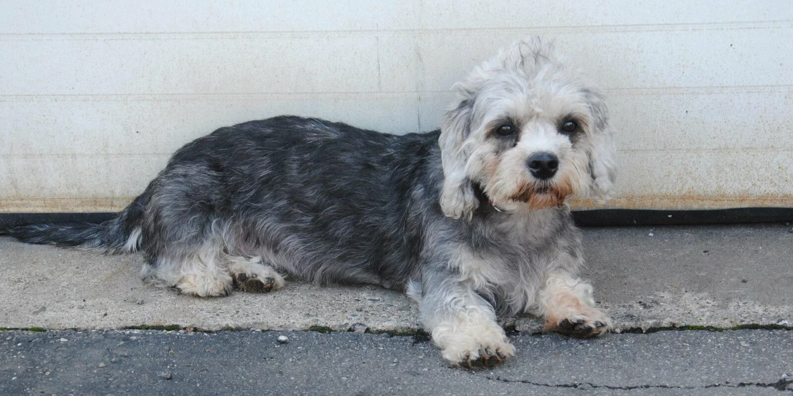 A small, shaggy dog with gray and white fur lies on a concrete surface in front of a white, slightly dirty wall, looking toward the camera.