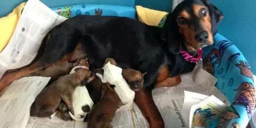 A black and brown dog lies in a colorful kiddie pool lined with newspapers, nursing five small puppies nestled close to her side.