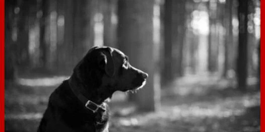 A black dog wearing a collar sits in profile, looking to the left, in a sunlit forest with blurred trees in the background. The image is in black and white.