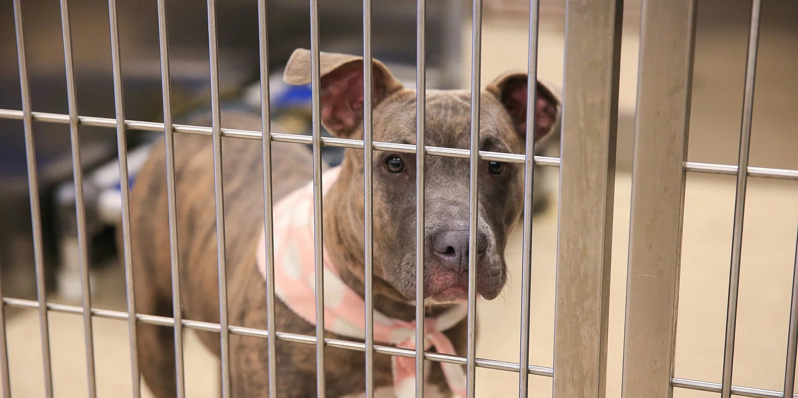 A gray and brown dog with a pink collar stands behind metal bars in an animal shelter, looking through the cage.