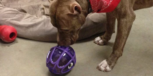 A brown dog wearing a red bandana sniffs a purple treat-dispensing toy on the floor next to a dog bed and a red Kong toy.
