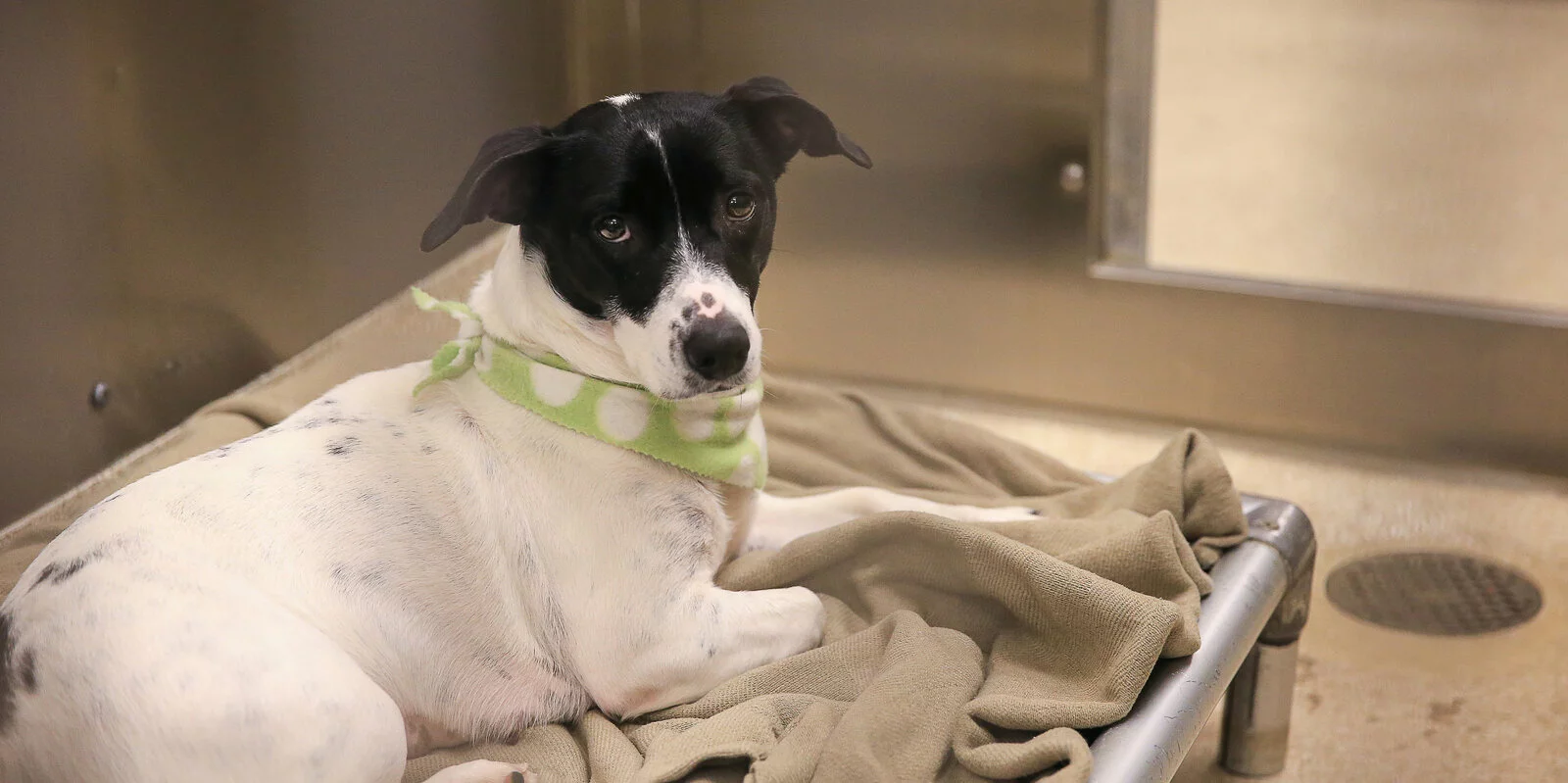 A black and white dog wearing a green polka dot bandana lies on a blanket inside a metal kennel, looking up with a calm expression.
