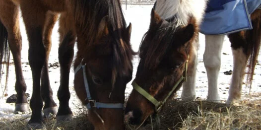 Two horses with halters eat hay together outdoors on a snowy ground. One horse is brown, and the other has a white mane and wears a blue blanket. Their faces are close as they eat.