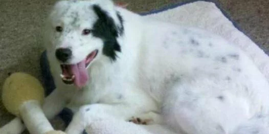 A white dog with black spots and a black patch over one ear lies on a white blanket, panting with its tongue out. A yellow stuffed toy is next to its front paws.