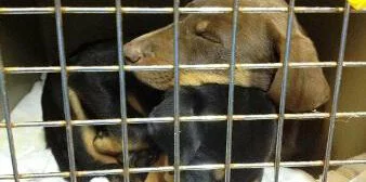 Two puppies cuddle together, sleeping inside a metal cage with a white blanket underneath them.