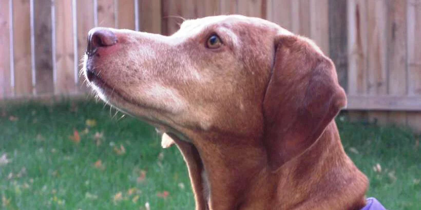 A brown dog with a short coat looks up attentively, standing outdoors on green grass with a wooden fence in the background.