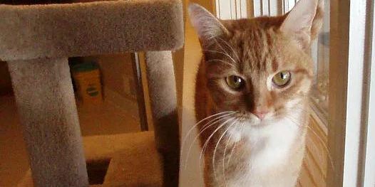 An orange and white cat stands next to a beige cat tree, looking out of a window with sunlight shining in.