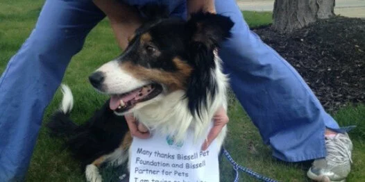 A black and white dog sits on grass, wearing a sign thanking the Bissell Pet Foundation. A person in blue scrubs stands behind the dog, gently holding its shoulders.