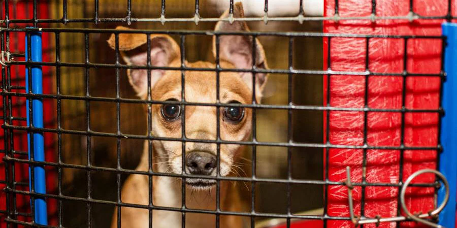 A small brown dog with large eyes and upright ears looks out from behind the bars of a black metal cage; the cage has red panels on the sides.