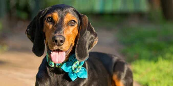 A black and tan dog with long ears wearing a blue floral bow around its neck sits outside on a sunny day, with its tongue out and greenery in the background.