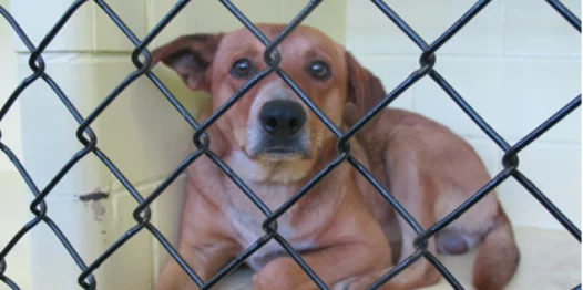 A brown dog with short fur lies down behind a black chain-link fence in what appears to be an animal shelter or kennel, looking up with a calm, slightly anxious expression.