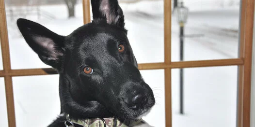 A black dog with upright ears tilts its head to the side, looking through a window. Snow covers the ground and trees outside, suggesting a cold winter day.