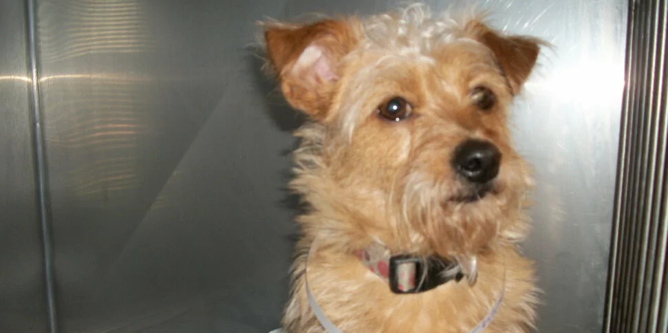 A small, scruffy light brown dog with pointy ears and a black collar sits in front of a metallic background, looking slightly to the side.