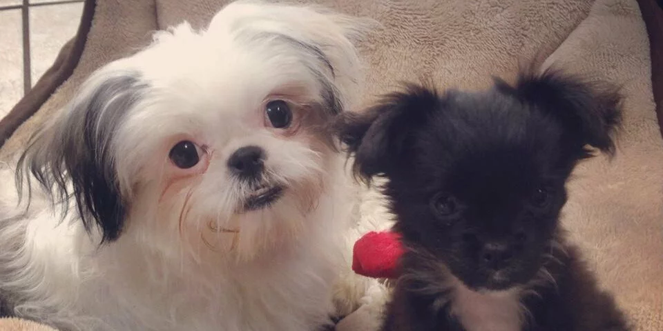Two small dogs sitting together on a beige blanket. One dog has long white fur with black patches on its ears, while the other has short, dark brown fur. Both dogs are looking toward the camera.