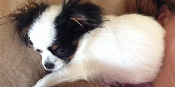 A small white dog with black and brown markings lies on a persons shoulder, resting its head and looking relaxed. The background is a beige couch and part of the persons head is visible.