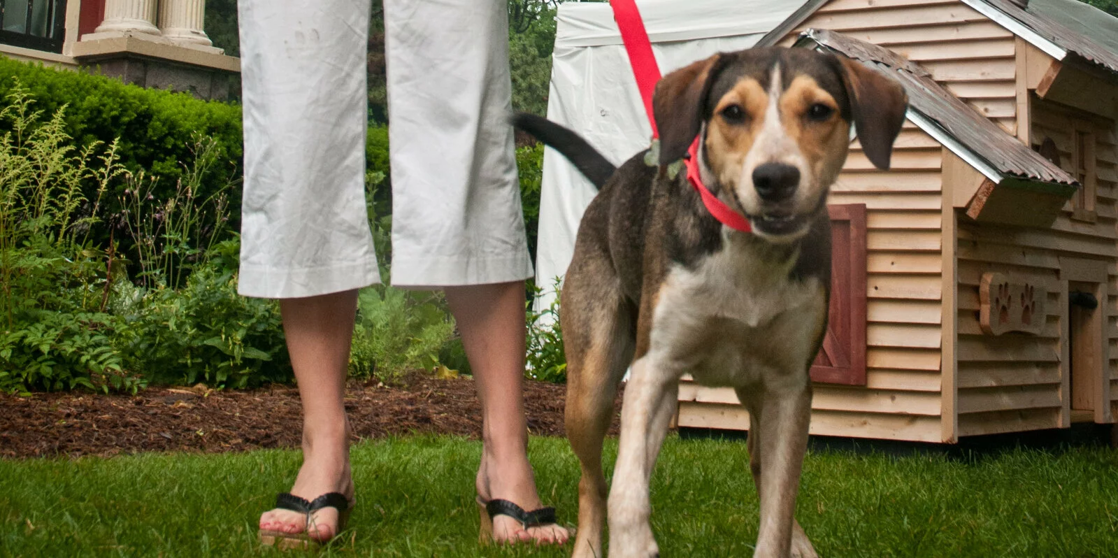 A brown and black dog on a red leash stands on grass next to a person wearing white pants and black sandals, with a doghouse and greenery in the background.