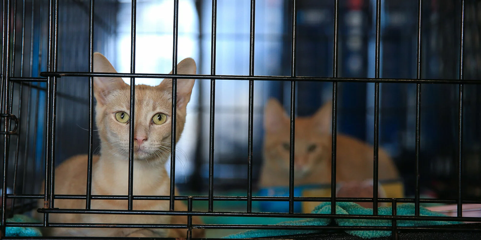 Two light brown cats sit inside a metal cage. One cat is at the front, looking directly at the camera, while the other is farther back, partially obscured. Towels and blankets are visible inside the cage.