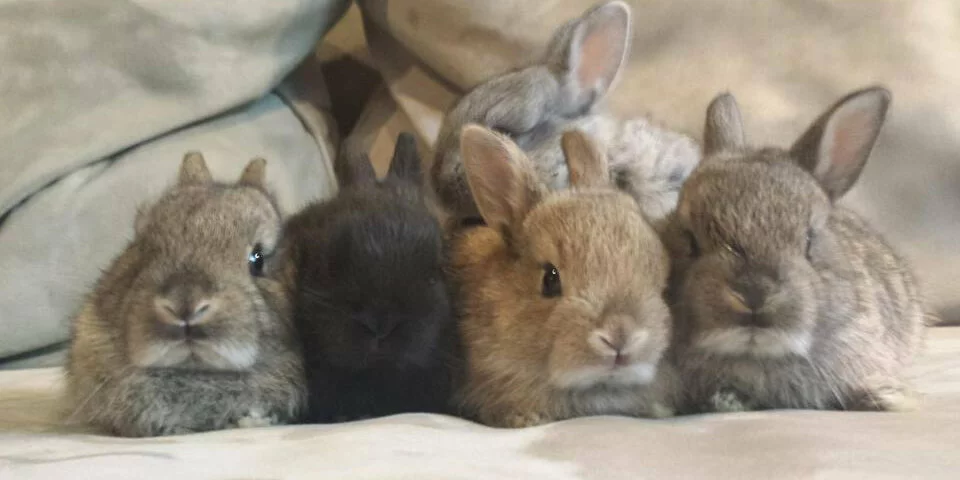 Four fluffy baby bunnies—three brown and one black—sit closely together on a soft beige surface with a cushion background, looking directly at the camera.