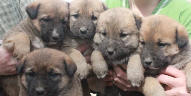 Five fluffy brown puppies are being held close together by several people, creating a tight, adorable cluster. The puppies have dark muzzles and look sleepy and content.