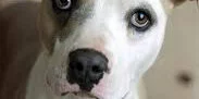 Close-up of a dog with light fur and striking light-colored eyes, gazing up with a curious and gentle expression.