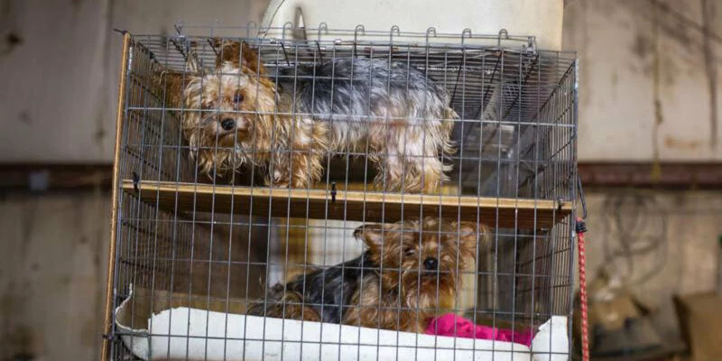Two small Yorkshire Terriers are confined in separate levels of a metal cage, one on the top and one on the bottom, in a dimly lit, cluttered indoor setting.