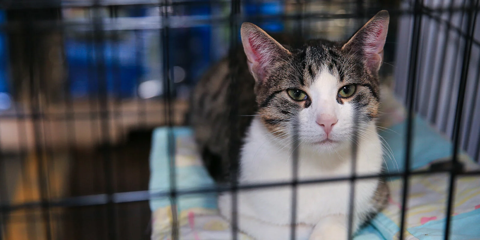A tabby and white cat with green eyes lies on a blanket inside a metal cage, looking directly at the camera.