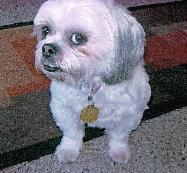 A small white dog with gray ears and big eyes sits on a carpeted floor, looking up with a slightly tilted head. The dog wears a collar with a gold tag and has a slightly curly coat.