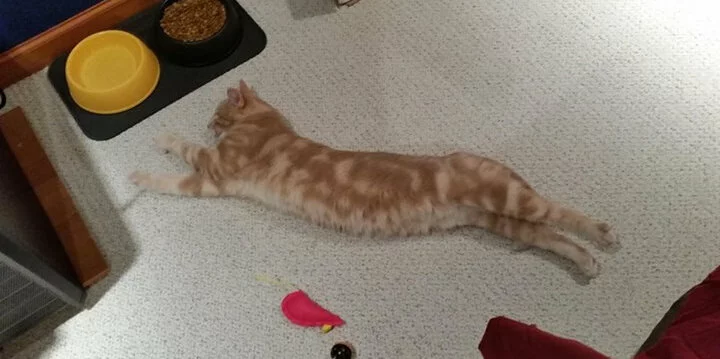 A light orange tabby cat is lying stretched out on a light carpeted floor near a yellow water bowl, a black food bowl, and some cat toys. The cat is fully extended with its legs and tail outstretched.