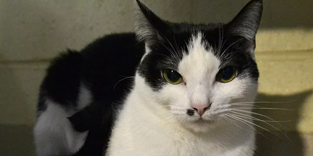 A black and white cat with yellow-green eyes lies down, looking directly at the camera. The background is neutral and softly lit.