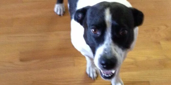A black and white dog stands on a wooden floor, looking up at the camera with its mouth slightly open.