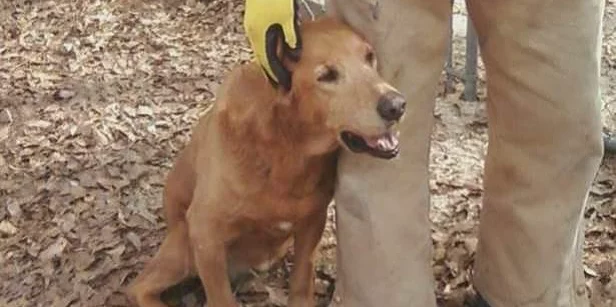 A brown dog sits on leaf-covered ground, leaning its head affectionately against a person’s leg. The person, wearing tan pants and yellow gloves, gently pets the dog’s head.