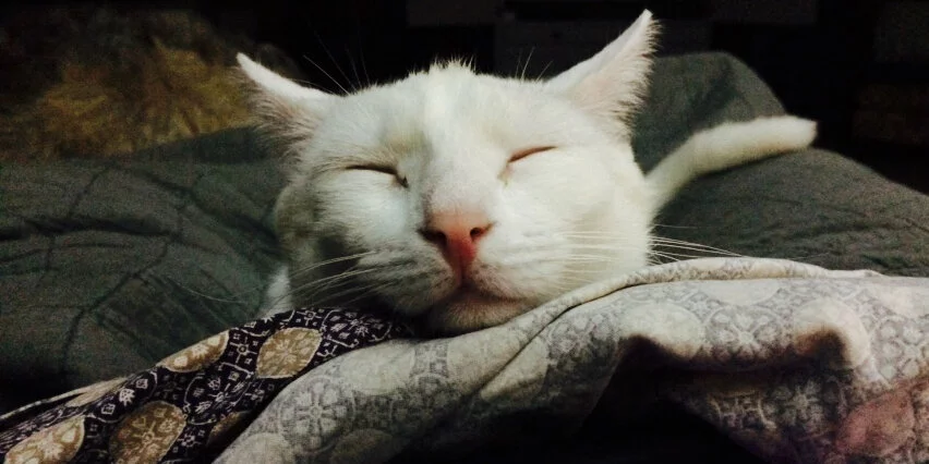 A white cat with closed eyes rests its head on a patterned blanket, appearing very relaxed and content. The background is dim, emphasizing the peacefulness of the scene.