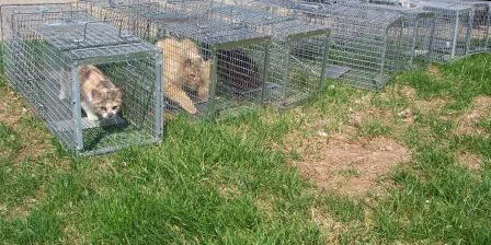 Several cats are confined in metal humane traps placed on grass, likely as part of a trapping, neutering, and releasing (TNR) effort. The cats are alert and looking out through the wire cages.