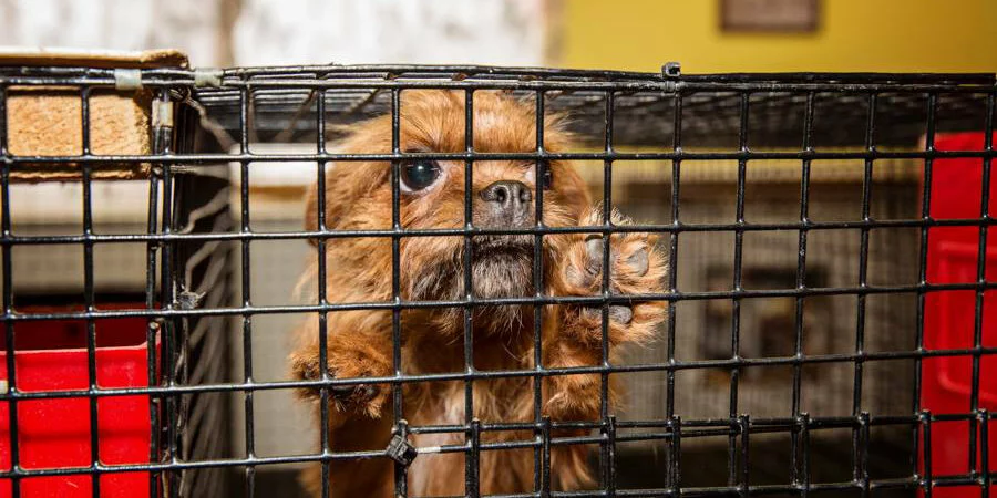 A small brown dog with a scruffy face stands on its hind legs inside a metal cage, looking out through the bars with one paw raised. Bright red objects are visible on either side of the cage.