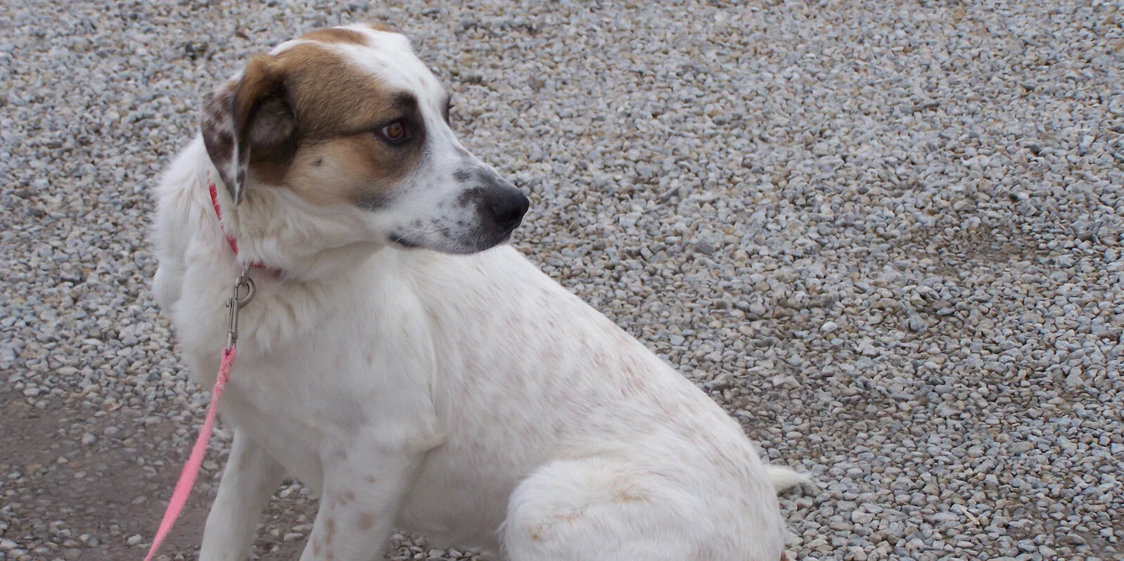 A white dog with brown patches on its face and ear sits on a gravel surface, wearing a pink collar and leash, looking off to the side.