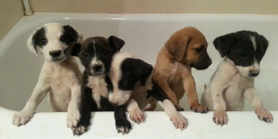 Five puppies stand with their front paws on the edge of a white bathtub, looking in different directions. Four are black and white, and one is tan with a dark muzzle. The background is a plain bathroom wall.